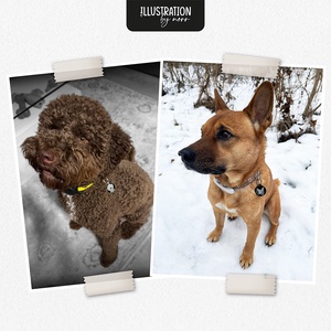 Gazdi csomag � biléta + autómatrica szett - otthon & életmód - kisállatoknak - kutyáknak - kutya biléta - Meska.hu