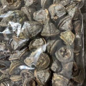 Eucalyptus szárított termés, Otthon & Életmód, Dekoráció, Virágdísz és tartó, Koszorú, Virágkötés, MESKA