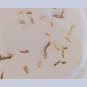 Zuhanygőzölő korong, Pihentető Párolgás  aromaterápiás, illóolaj tartalmú korongok- ajándéknak is tökéletes  - szépségápolás - szappan & fürdés - fürdősó, fürdőgolyó, habfürdő - Meska.hu