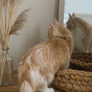 Cirmoskuckó Sötétbeige -  - Meska.hu