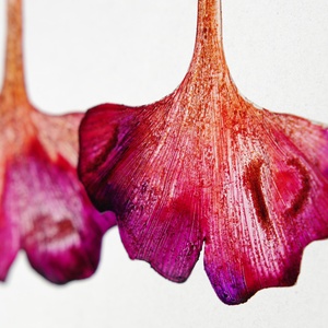 Ginkgo fülbevaló - fenntartható ékszer - ékszer - fülbevaló - lógó fülbevaló - Meska.hu