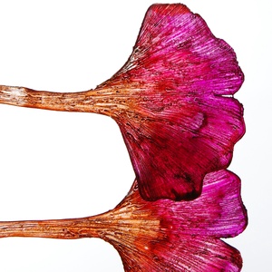 Ginkgo fülbevaló - fenntartható ékszer - ékszer - fülbevaló - lógó fülbevaló - Meska.hu