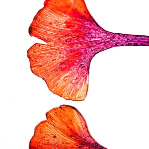 Ginkgo fülbevaló - fenntartható ékszer - ékszer - fülbevaló - lógó fülbevaló - Meska.hu