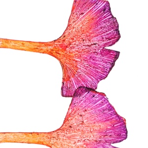 Ginkgo fülbevaló - fenntartható ékszer - ékszer - fülbevaló - lógó fülbevaló - Meska.hu