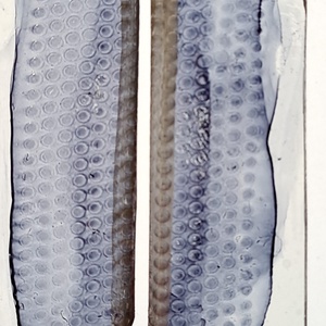 Plabodot fülbevaló - fenntartható ékszer - ékszer - fülbevaló - lógó fülbevaló - Meska.hu