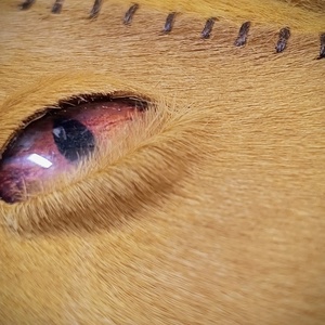 Szemes szőr-bőrkötésű napló A6 - otthon & életmód - papír, írószer - jegyzetfüzet & napló - Meska.hu Szemes szőr-bőrkötésű napló A6 - otthon & életmód - papír, írószer - jegyzetfüzet & napló - Meska.hu