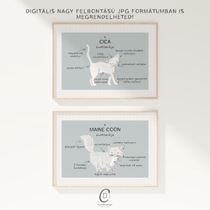 A macska anatómiája poszter, vicces cicás falikép, dekoráció - otthon & életmód - kisállatoknak - cicáknak & macskáknak - Meska.hu
