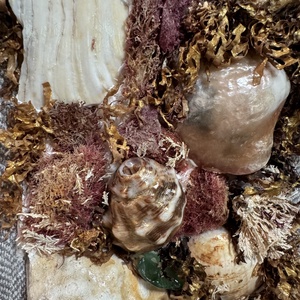 Tengerparti kép kagylós/ Seaside picture with shells -  - Meska.hu
