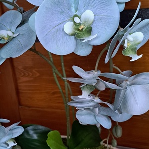 Élethű orchidea asztaldísz magasfényű kaspóban menta - otthon & életmód - dekoráció - asztal és polc dekoráció - asztaldísz - Meska.hu Élethű orchidea asztaldísz magasfényű kaspóban menta - otthon & életmód - dekoráció - asztal és polc dekoráció - asztaldísz - Meska.hu