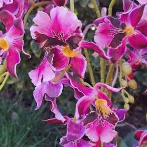 Élethű orchidea asztaldísz pink-arany kaspóban - otthon & életmód - virágdekoráció - virágdíszek - virágdísz kaspóban - Meska.hu