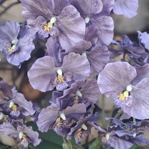 Élethű lila orchidea fekete csónakkaspóban - otthon & életmód - virágdekoráció - virágdíszek - virágdísz kaspóban - Meska.hu