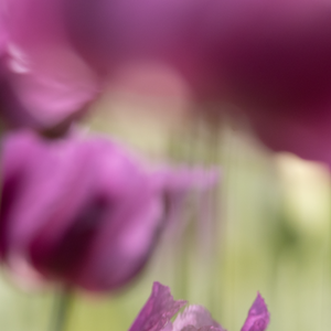 Tulipános festményszerű fotóposzter A3, Otthon & Életmód, Dekoráció, Kép & Falikép, Poszter, Fotó, grafika, rajz, illusztráció, MESKA