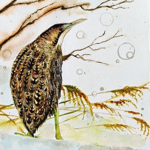 Bölömbika madár (akvarell festmény/vízfesték-papír), Művészet, Festmény, Akvarell, , MESKA