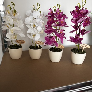 Orchidea kerámia kaspóban, anyák napjára, Otthon & Életmód, Virágdekoráció, Virágdíszek, Asztali virágdísz, Virágkötés, MESKA