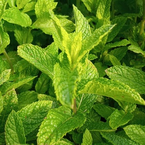 Szárított menta organza tasakban (10 g) - otthon & életmód - gyertya, illat, aroma - illatzsák - Meska.hu