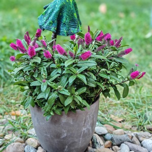 Csillogó fenyőfa gombavirág - karácsony - karácsonyi kültéri dekoráció - Meska.hu