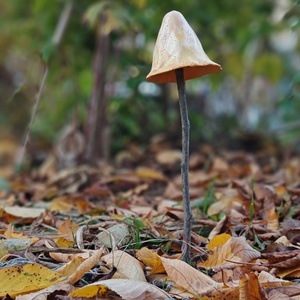 Arany varázsló kalap gomba - otthon & életmód - ház & kert - kerti dísz - Meska.hu