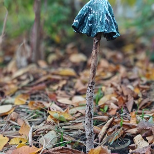 Fenyőfa gombavirág - otthon & életmód - ház & kert - kerti dísz - Meska.hu
