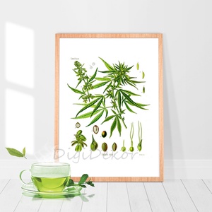 Vadkender, cannabis, botanikai illusztráció, növényes falikép, herbárium, kender, vintage ábrázolás, A4 , Otthon & Életmód, Dekoráció, Kép & Falikép, Táblakép, Fotó, grafika, rajz, illusztráció, MESKA