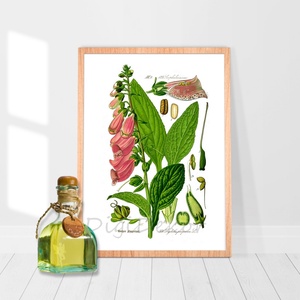 Piros gyűszűvirág, gyógynövény, kerti virág, botanikai illusztráció, növényes falikép, print, vintage nyomat, A4 , Otthon & Életmód, Dekoráció, Kép & Falikép, Táblakép, Fotó, grafika, rajz, illusztráció, MESKA