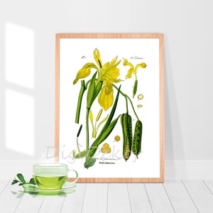 Sárga írisz, nőszirom, vintage illusztráció, növényes falikép, tavaszi kerti virág, lakásdekoráció, régies falikép, Otthon & Életmód, Dekoráció, Kép & Falikép, Táblakép, Fotó, grafika, rajz, illusztráció, MESKA