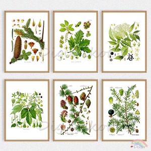 1 db. Növényes falikép, botanikai illusztráció: fenyő, boróka, bodza. Táblakép étkezőbe, konyhába, nappaliba.  - Meska.hu