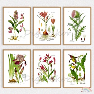 1 db. Vintage botanikai illusztráció, növényes falikép: krókusz, bogáncs, orchidea. Konyhai dekoráció, virágos táblakép, Otthon & Életmód, Dekoráció, Kép & Falikép, Táblakép, Fotó, grafika, rajz, illusztráció, MESKA