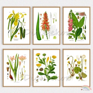 1 db Növényes falikép, botanikai illusztráció: Aloe vera, körömvirág, nőszirom. Táblakép étkezőbe, konyhába, nappaliba. , Otthon & Életmód, Dekoráció, Kép & Falikép, Táblakép, Fotó, grafika, rajz, illusztráció, MESKA
