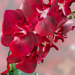 Piros orchidea kaspóban - otthon & életmód - dekoráció - virágdísz és tartó - csokor & virágdísz - Meska.hu