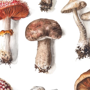 Gomba Válogatás  - Limitált kiadású nyomat - művészet - grafika & illusztráció - művészi nyomat - Meska.hu