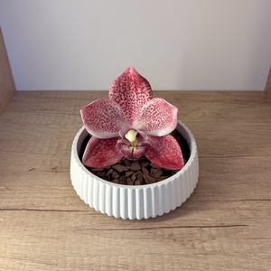 Elegáns orchidea ajándékdekor - otthon & életmód - virágdekoráció - virágdíszek - asztali virágdísz - Meska.hu