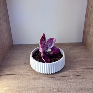 Elegáns orchidea ajándékdekor - otthon & életmód - virágdekoráció - virágdíszek - asztali virágdísz - Meska.hu