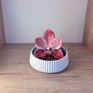 Elegáns orchidea ajándékdekor, Otthon & Életmód, Virágdekoráció, Virágdíszek, Asztali virágdísz, , MESKA
