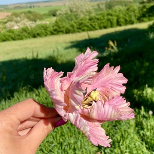 Papagáj tulipán, DIY (Csináld magad), Egységcsomag, Festészet, MESKA
