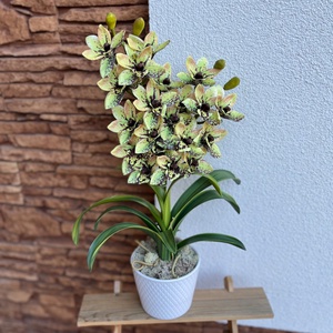2 ágas, real touch csónak orchidea kerámia kaspóban-foltos zöld - Meska.hu