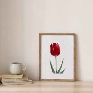 Piros tulipán - Művészeti nyomat - Limitált kiadás - A/4 - művészet - grafika & illusztráció - művészi nyomat - Meska.hu