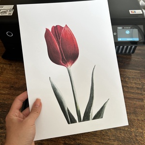 Piros tulipán - Művészeti nyomat - Limitált kiadás - A/4 - művészet - grafika & illusztráció - művészi nyomat - Meska.hu