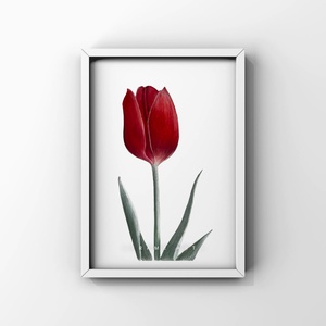 Piros tulipán - Művészeti nyomat - Limitált kiadás - A/4, Művészet, Grafika & Illusztráció, Művészi nyomat, Fotó, grafika, rajz, illusztráció, MESKA