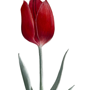  Művészeti nyomat - Piros tulipán - Limitált kiadás - A/4 - Meska.hu