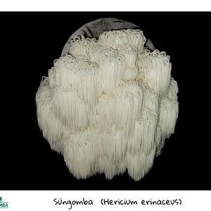 Süngomba termőblokk - diy (csináld magad) - egységcsomag - Meska.hu