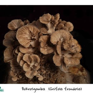 Bokrosgomba (maitake) termőblokk, DIY (Csináld magad), Egységcsomag, , MESKA
