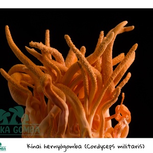 Cordyceps Militaris (kínai hernyógomba) termőkultúra, DIY (Csináld magad), Egységcsomag, , MESKA
