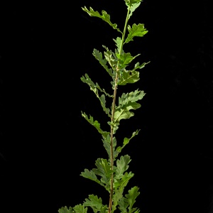 Kocsányos tölgyfa csemete - otthon & életmód - ház & kert - növény & veteményes - Meska.hu