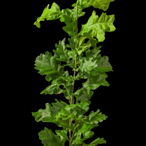 Kocsányos tölgyfa csemete - otthon & életmód - ház & kert - növény & veteményes - Meska.hu