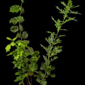 Kocsányos tölgyfa csemete - otthon & életmód - ház & kert - növény & veteményes - Meska.hu