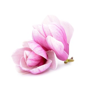Magnolia illatolaj 10gr, Kellékek & szerszámok, Vegyes alapanyag, Gyertya alapanyag, , MESKA