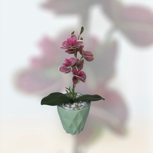 Orchidea kaspóban - Meska.hu