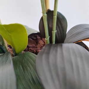 Orchidea kaspóban - vintage zöld - otthon & életmód - dekoráció - virágdísz és tartó - csokor & virágdísz - Meska.hu