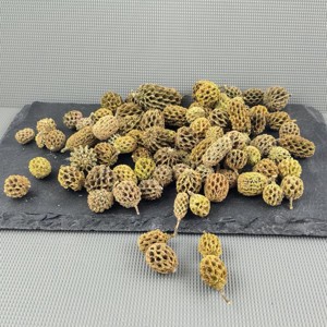 KisÖprŐ akciÓ! casuarina - falfestékes zöld 5 dkg, Kellékek & szerszámok, Dekorációs kellékek, Termések, terméscsomagok, , MESKA