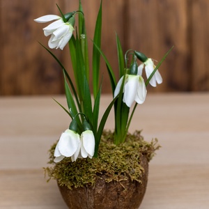 Tavaszi Hóvirág asztaldísz - kókuszdióban, Otthon & Lakás, Dekoráció, Asztal és polc dekoráció, Asztaldísz, Mindenmás, Meska